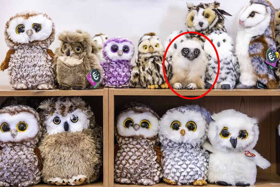 Dikkat testi: Gerçek baykuşu 4 saniyede bulan dahi ilan ediliyor