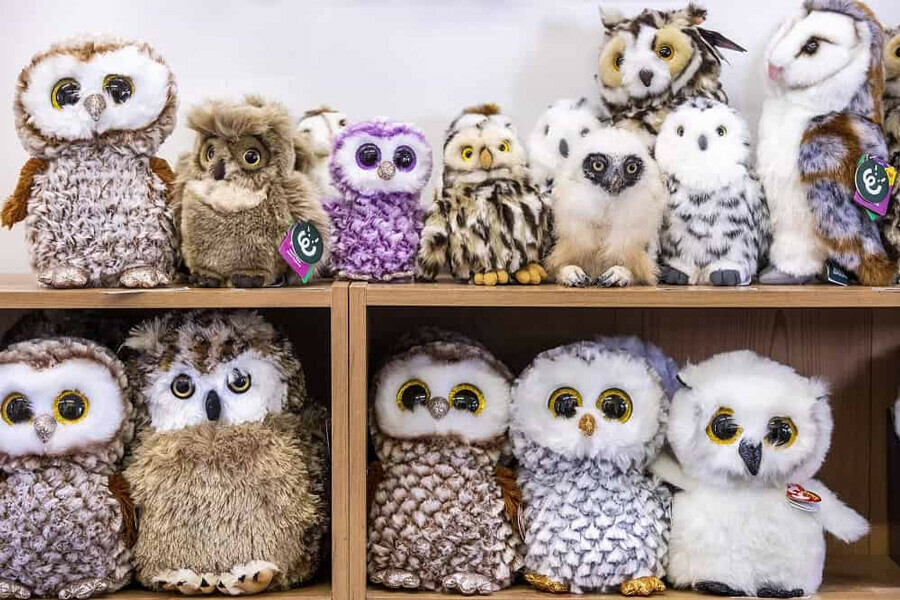 Dikkat testi: Gerçek baykuşu 4 saniyede bulan dahi ilan ediliyor