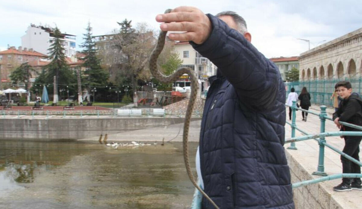 Konya'da havalar ısındı, yılanlar ortaya çıkmaya başladı Konya'da havalar ısındı, yılanlar ortaya çıkmaya başladı