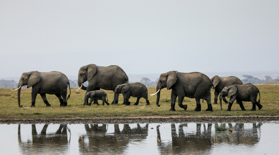 Kenya'da koruma çabalarına darbe: Altı aslan öldürüldü