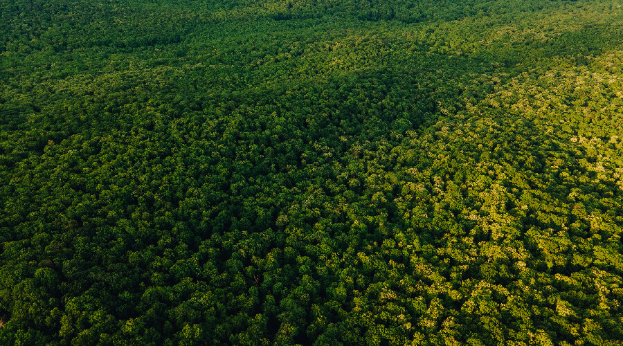 Yarasa toprakları saldırı altında: Yeni bir salgın tehdidi kapıda