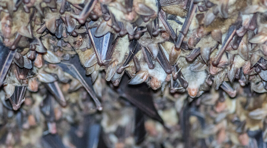 Yarasa toprakları saldırı altında: Yeni bir salgın tehdidi kapıda
