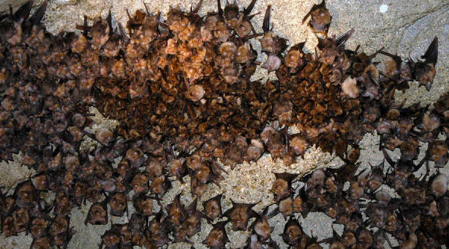 Yarasa toprakları saldırı altında: Yeni bir salgın tehdidi kapıda