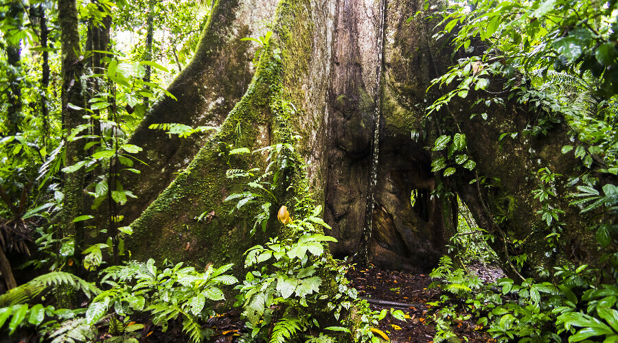 Yarasa toprakları saldırı altında: Yeni bir salgın tehdidi kapıda