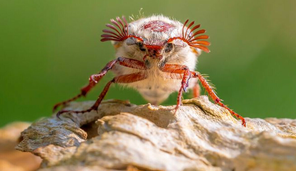 Her yeri sardılar! Helikopter gibi ses çıkararak uçuyorlar… Onları öldürmek imkansız