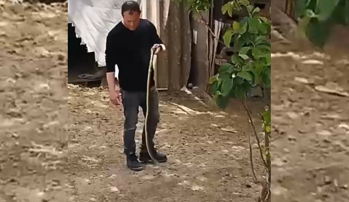Bahçesindeki koca yılanı eliyle yakalayan adam gündem oldu! Görenlerin gözlerine inanamadığı anlar...