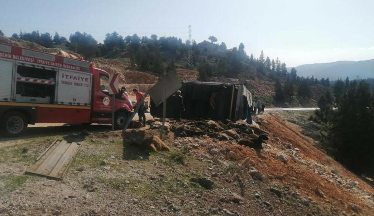 Mersin'de yüzlerce hayvan taşıyan tır devrildi: 60 tanesi telef oldu