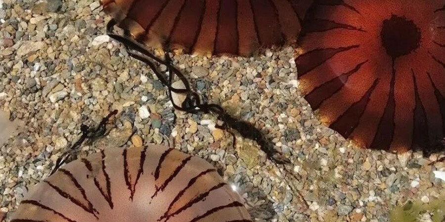 Tehlike Marmara Denizi kıyılarına ulaştı! Pusula denizanası uyarısı: Sakın temas etmeyin