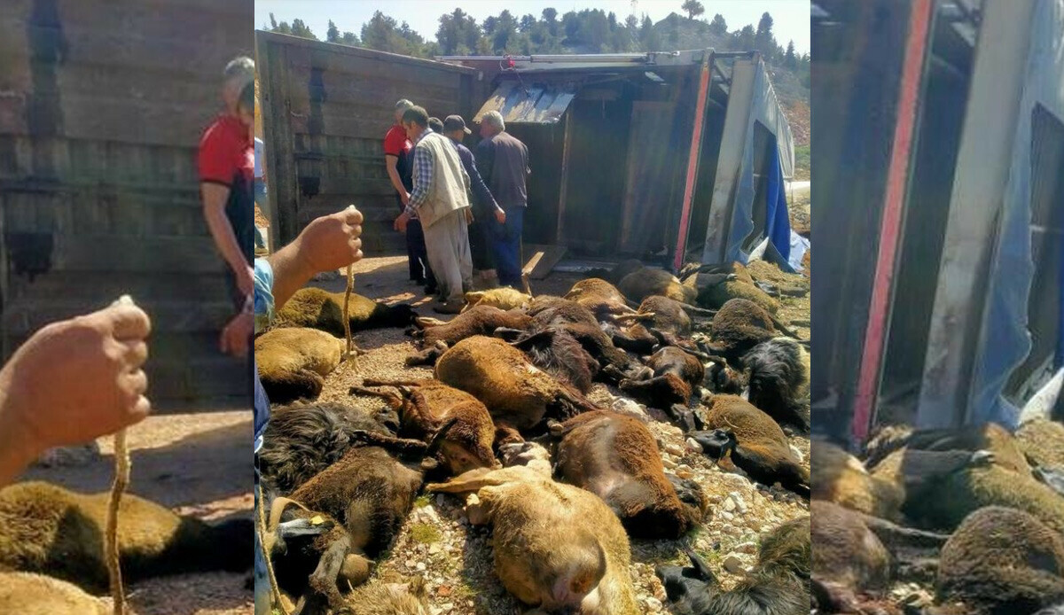Mersin'de yüzlerce hayvan taşıyan tır devrildi: 60 tanesi telef oldu Mersin'de yüzlerce hayvan taşıyan tır devrildi: 60 tanesi telef oldu