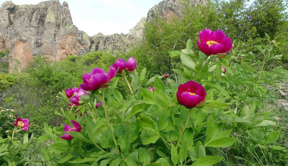 Ömrü sadece 15 gün… Mis kokuyor, doğal ağrı kesici görevi de görüyor