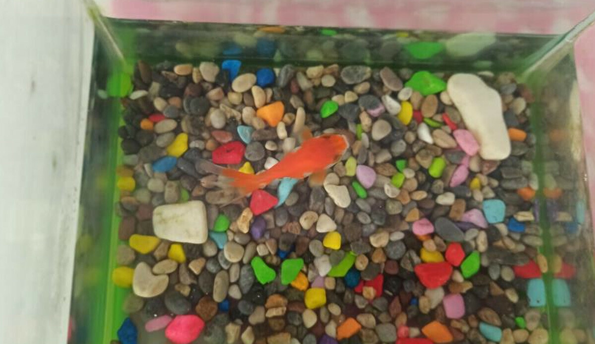 Depremden 100 gün sonra şaşırtan olay! Canlı halde buldular Depremden 100 gün sonra şaşırtan olay! Canlı halde buldular