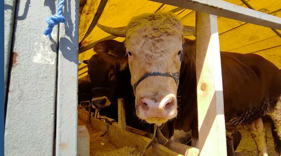 Kurbanlık fiyatları 2023 hesaplama: 1 koyun kaç TL?