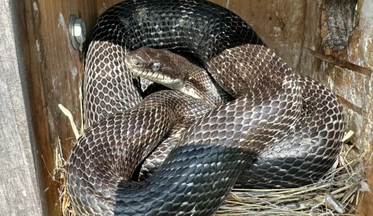 Rekor kıran görüntüler… Yuvaya dalan sinsi yılanın yaptığı tüyler ürpertti