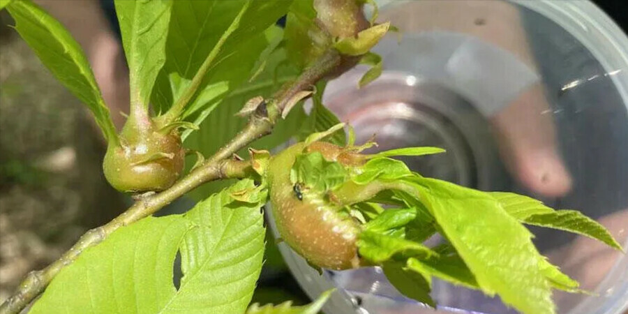 'Katil arı' alarmı! Laboratuvarda üretilip, doğaya bırakıldılar