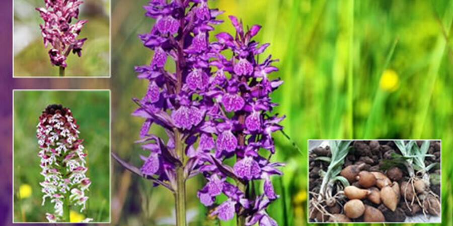 Topladıkları bitki başlarına bela oldu: 1 milyon 464 bin lira ceza ödeyecekler