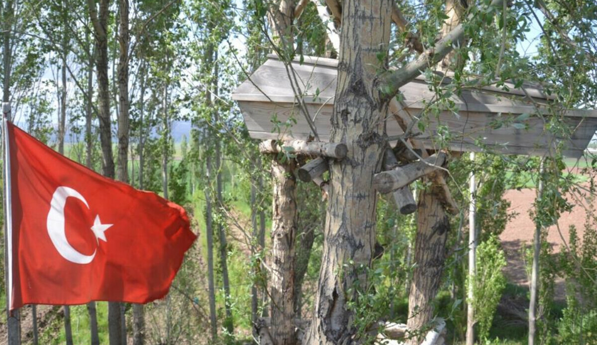 Görenler gözlerine inanamıyor, ağaçların dallarında meyve değil tabut var