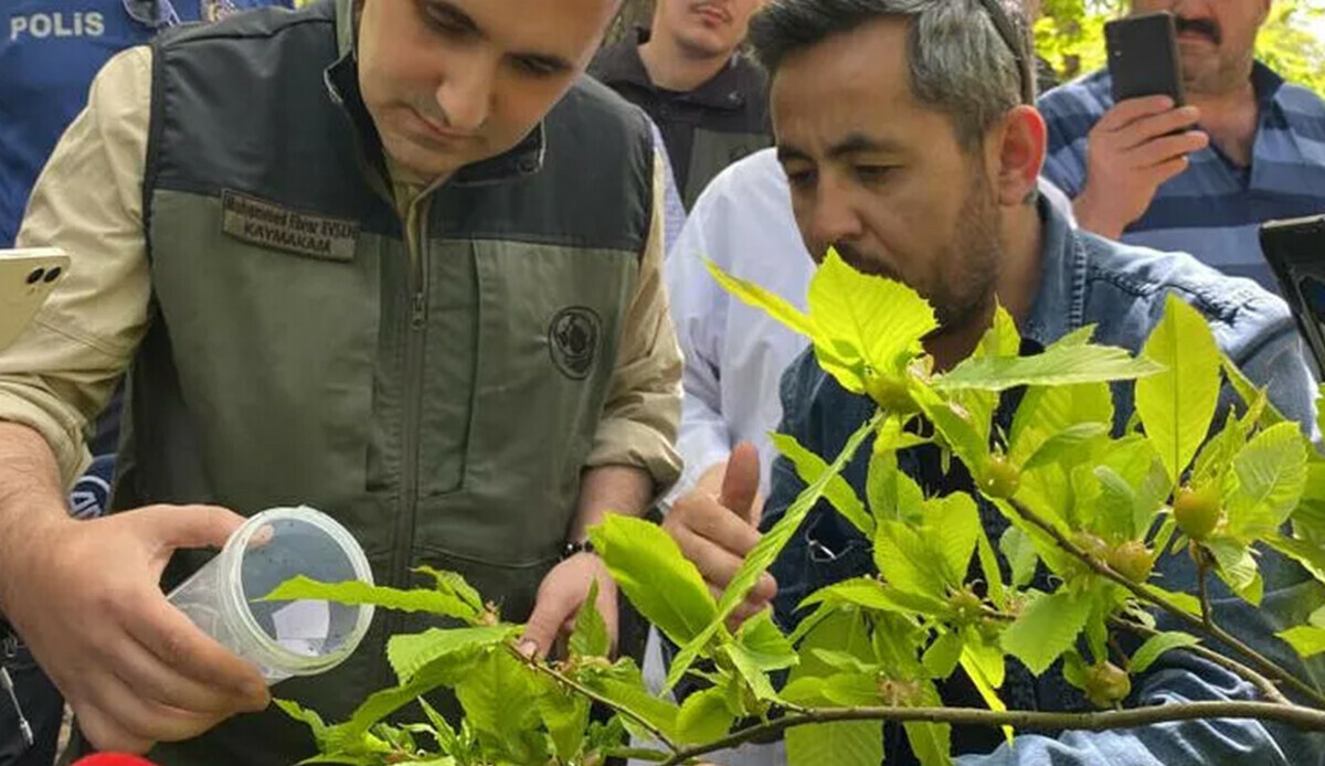'Katil arı' alarmı! Laboratuvarda üretilip, doğaya bırakıldılar 'Katil arı' alarmı! Laboratuvarda üretilip, doğaya bırakıldılar