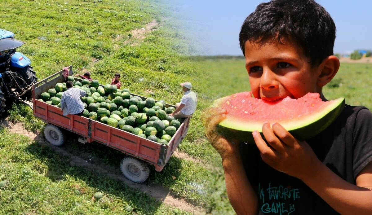 Tescilli Adana karpuzunun hasadı başladı: Markette kilosu 20 TL, tarlada üçte bir fiyatına