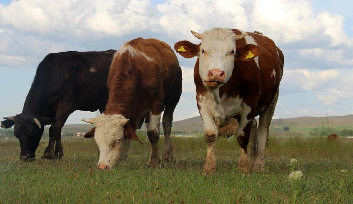 Şap hastalığı kurbanlık hayvan sayısını etkiler mi? Sivas Ziraat Odası Başkanı açıkladı