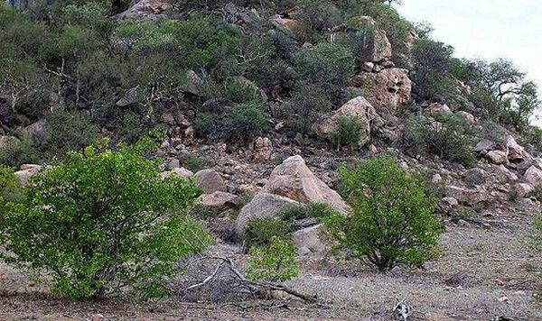 Gözlem becerini test et… 12 saniyen var: gizli geyik nerede?