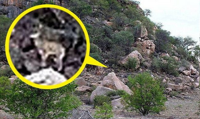 Gözlem becerini test et… 12 saniyen var: gizli geyik nerede?