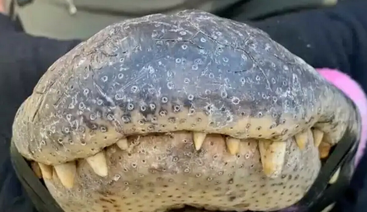 Tavan arasına çıkan müfettiş ölümden döndü… Neredeyse yem oluyordu