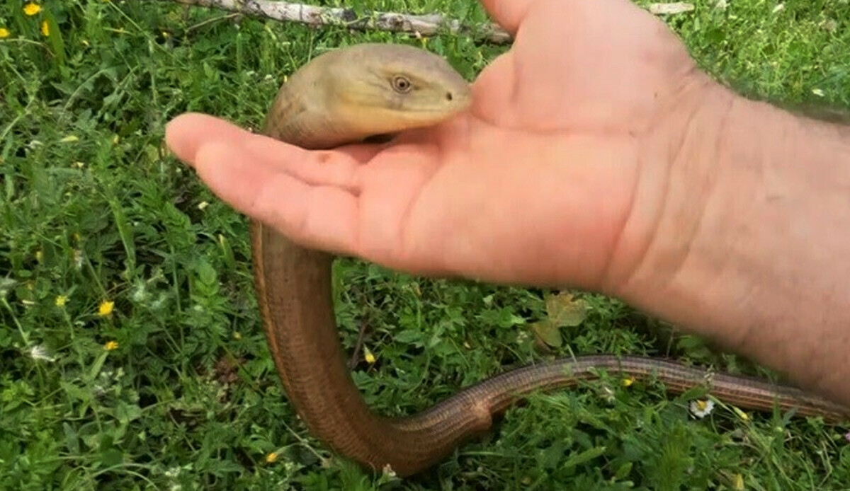 Zararsız olduğunu kanıtlamak için yakalayıp dakikalarca sevdi… Gören herkes yılan sanıyor