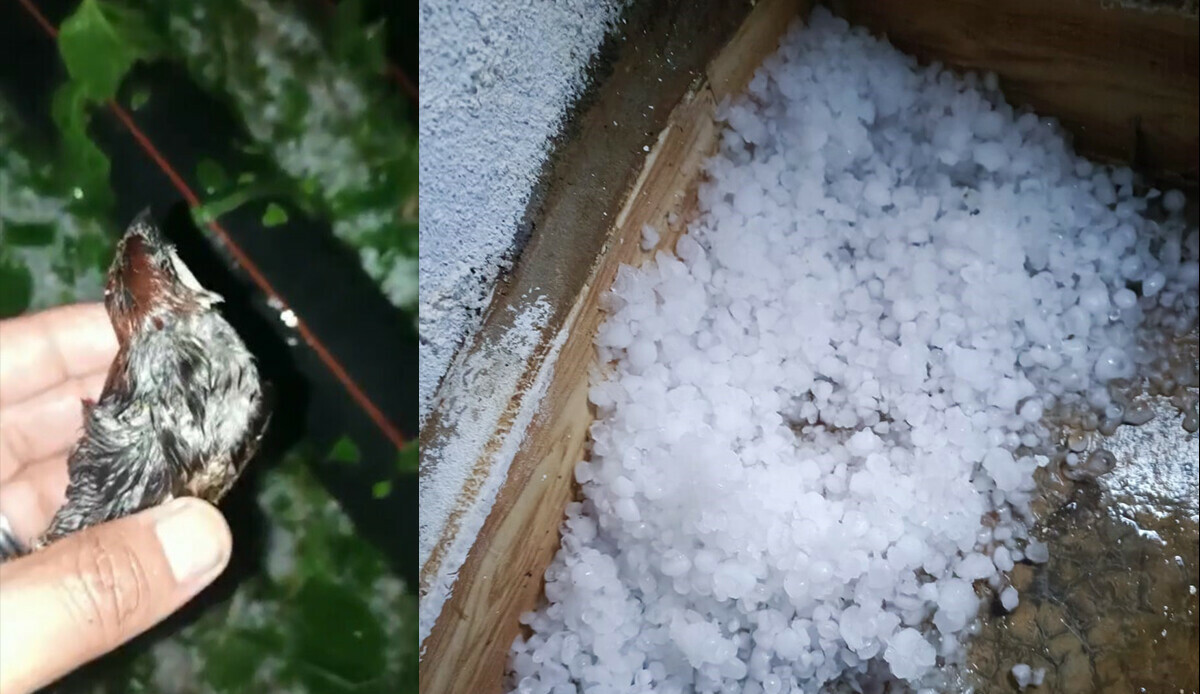 Dolu yağışı sonrası yürek yakan görüntüler