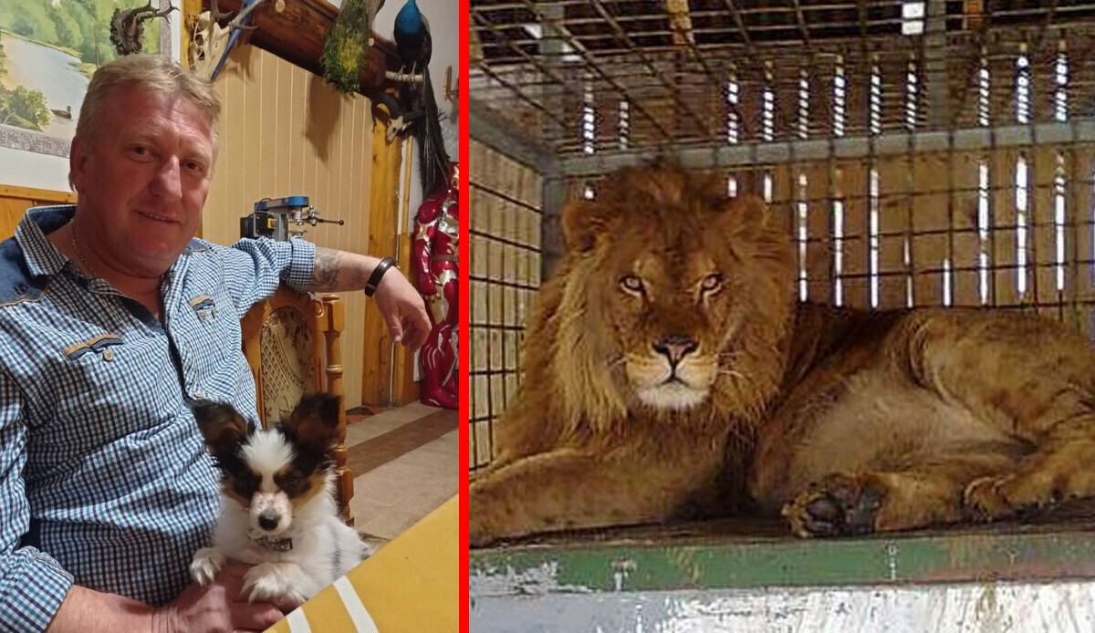 ‘Kimse risk altında değil’ demişti… Beslediği aslanlara yem oldu!