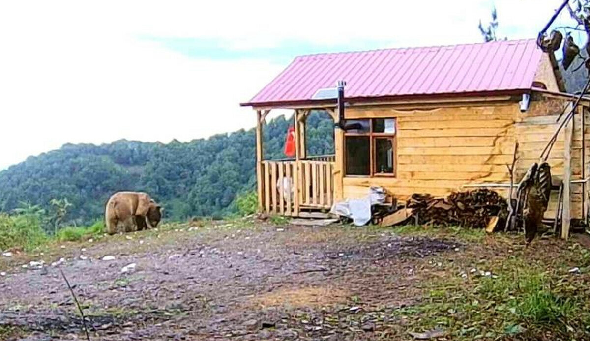 Artvin'de hırsızlardan şüphelendi, kurduğu fotokapanla gerçeği öğrenince hayrete düştü