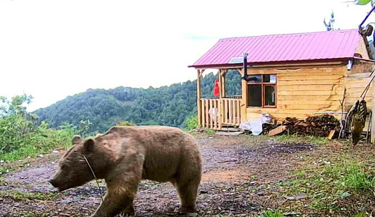 Artvin'de hırsızlardan şüphelendi, kurduğu fotokapanla gerçeği öğrenince hayrete düştü
