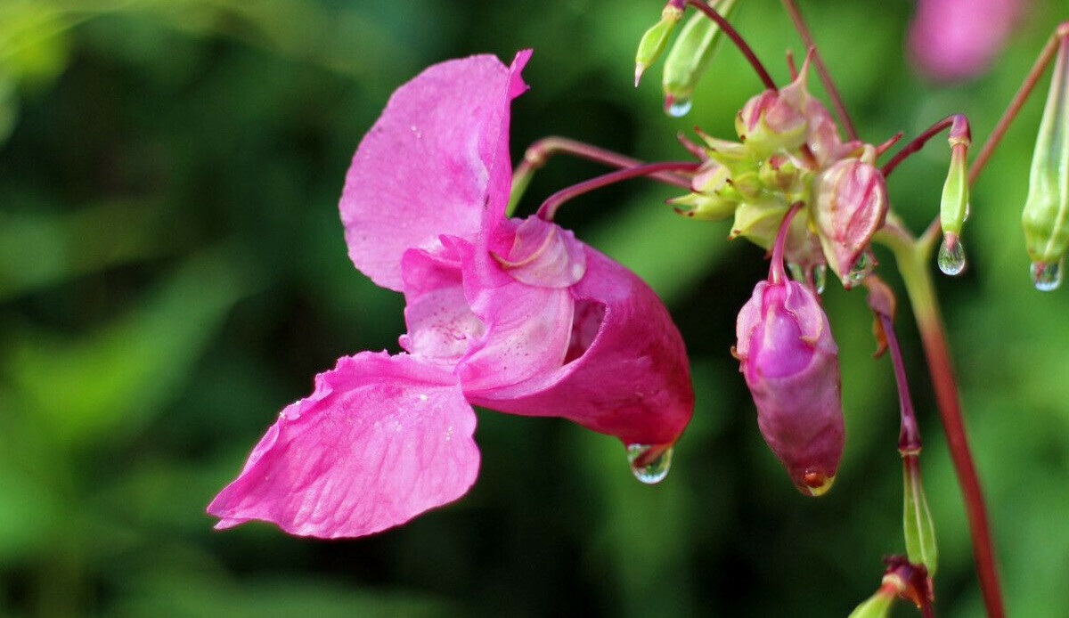 Bilim insanları endişeli: İstilacı tür Türkiye
