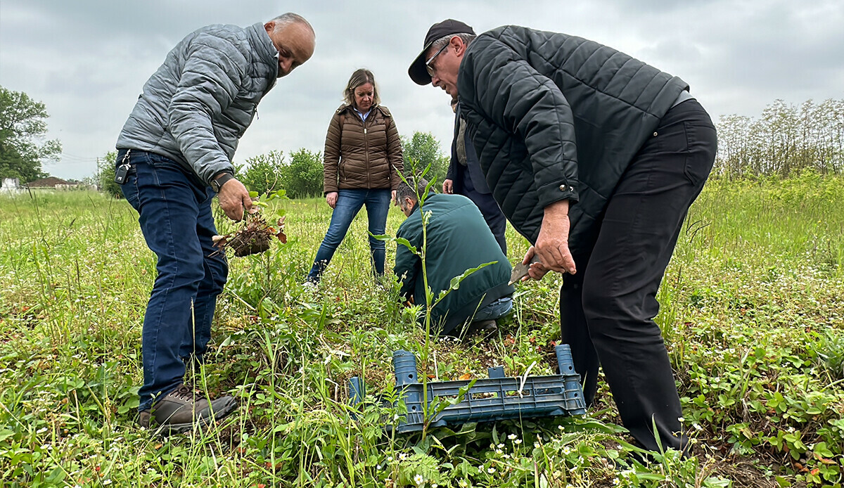 Çiftçilerin yüzünü güldürdü! 2 yılda 8 binden 300 bine çıkarıldı!