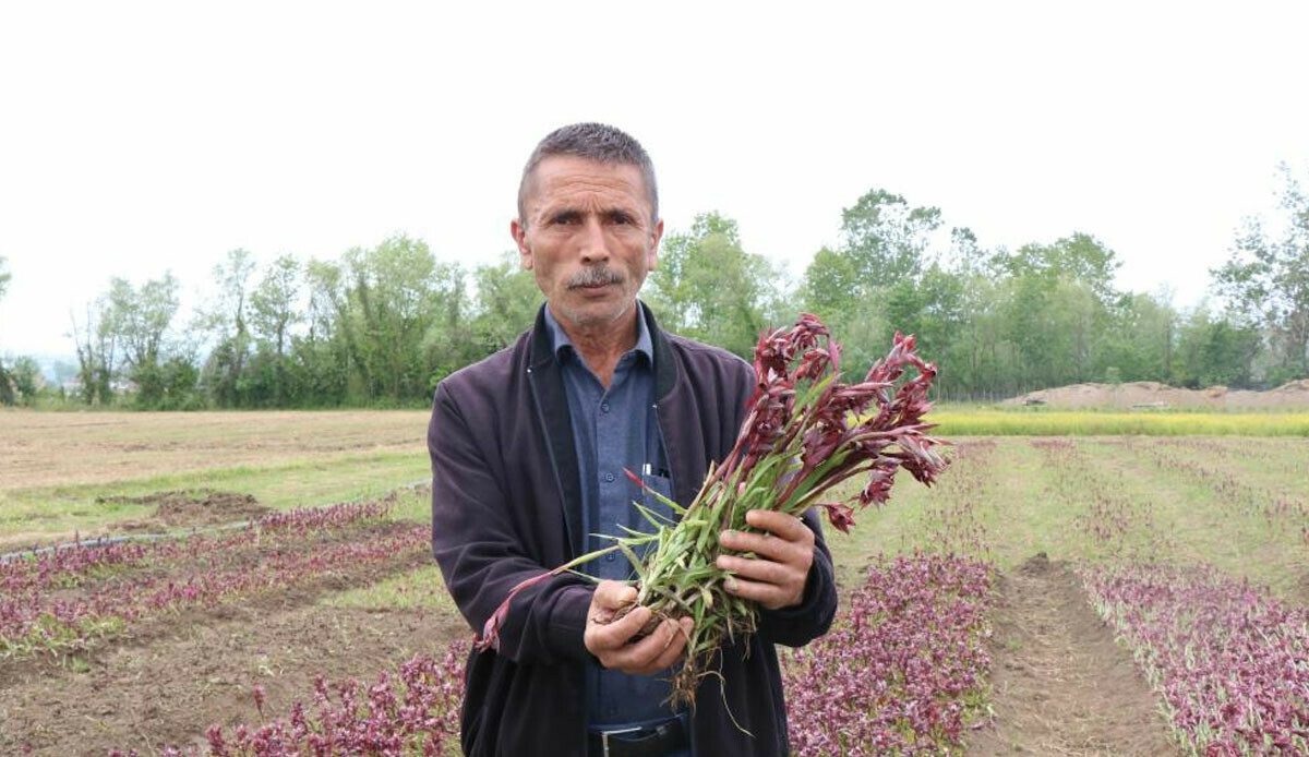 Bu bitkinin kurusu yaşından çok daha pahalı… Tam 2000 TL'den satılıyor