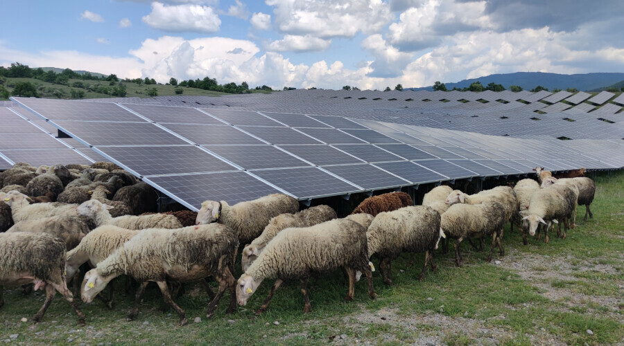 Beklenmedik temizlikçiler: Koyun ve keçiler temizlik işine soyundu
