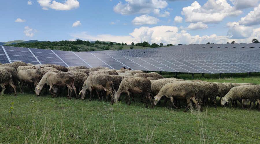 Beklenmedik temizlikçiler: Koyun ve keçiler temizlik işine soyundu