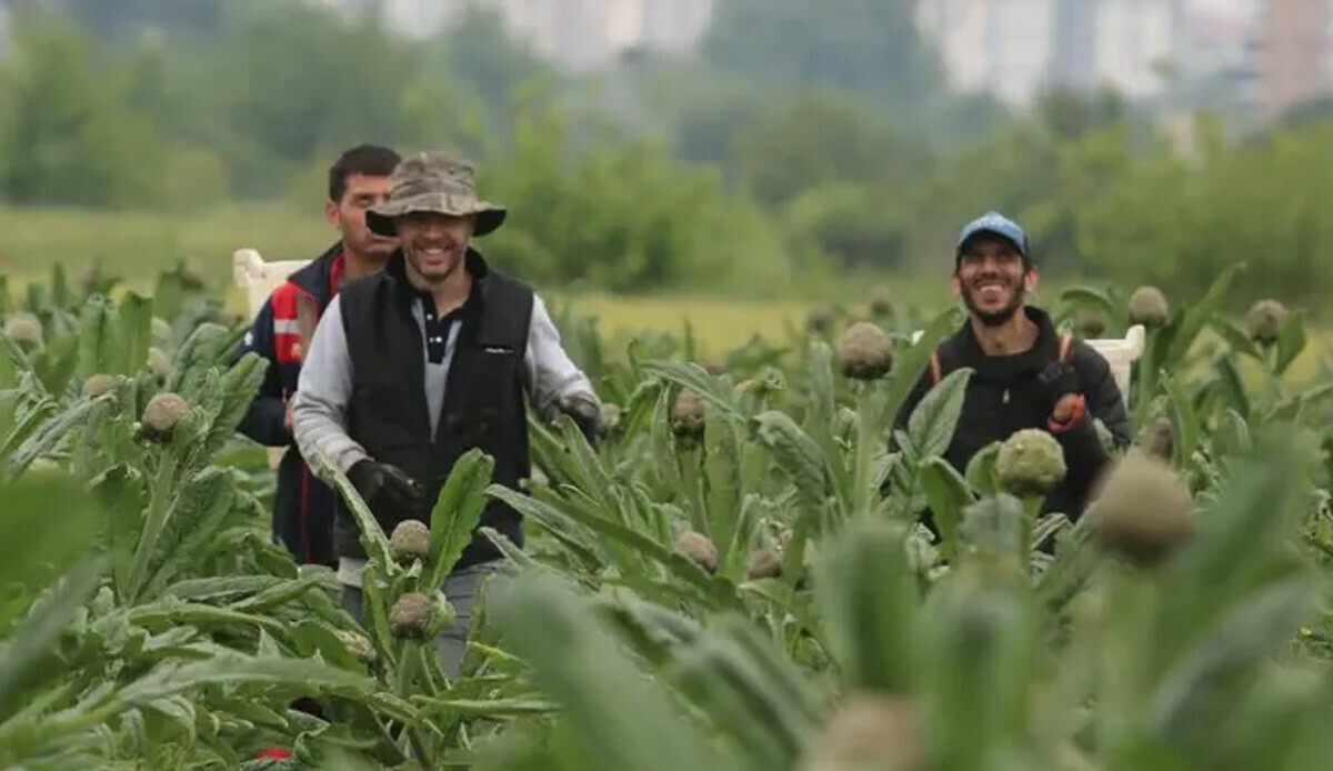 Hasat dönemi başladı, tanesi 20 liradan yok satıyor! Her derde deva ürüne sipariş yağıyor