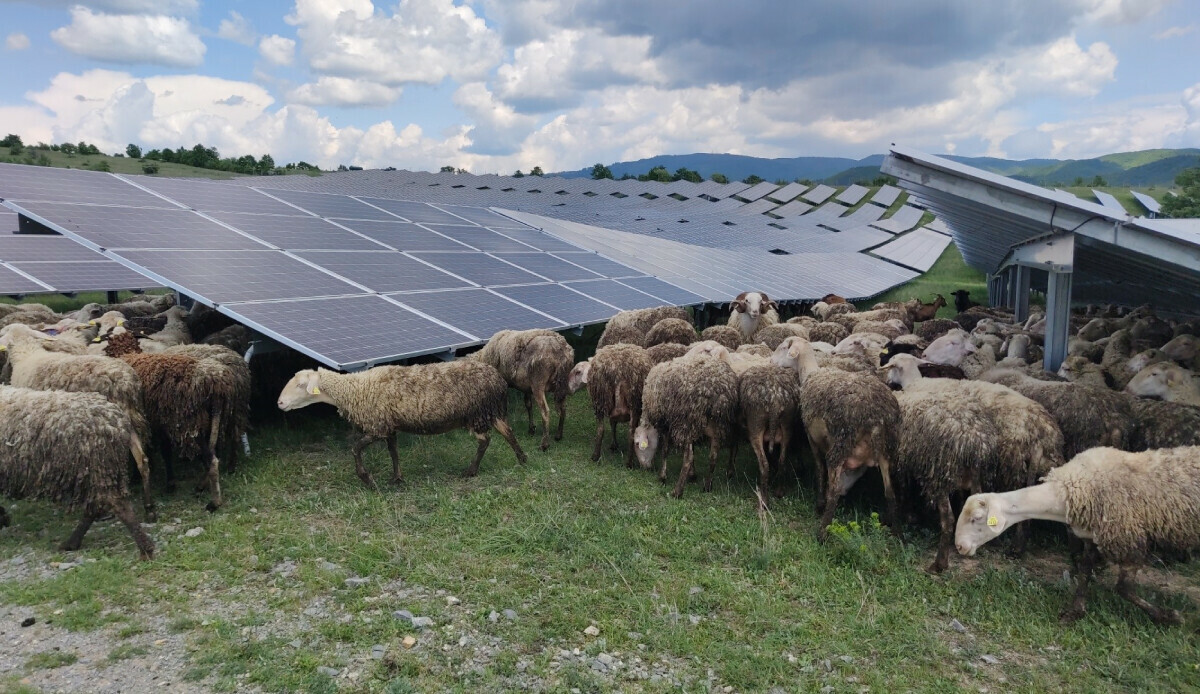 Beklenmedik temizlikçiler: Koyun ve keçiler temizlik işine soyundu