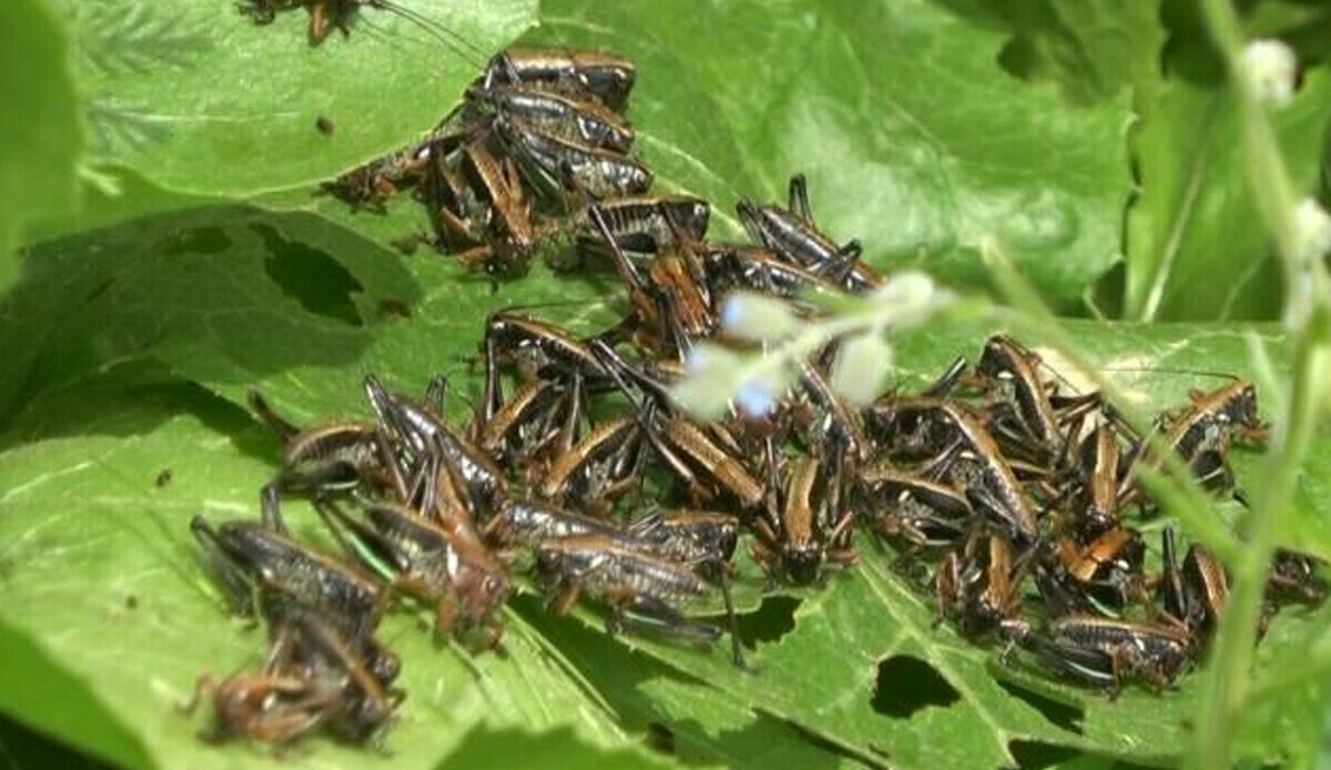 Muş'ta 5 bölgede görüldü, ekipler alarma geçti! Herkes tedirgin, önlerine çıkanı yok edip ilerliyorlar