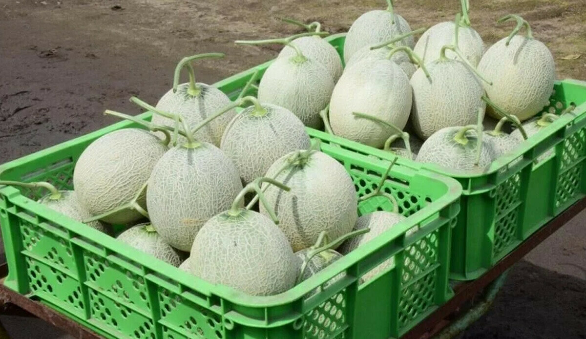 İlk hasat başladı, kavun fiyatları dudak uçuklattı! İki tanesi on binlerce dolar