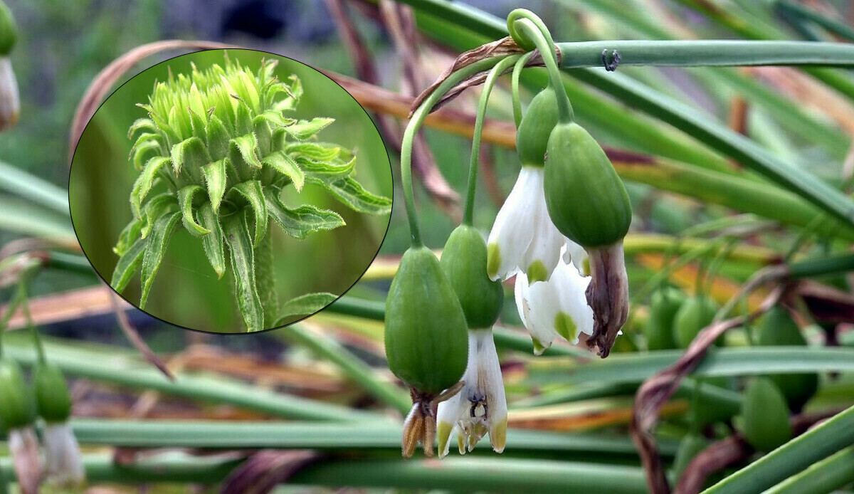 Mutfakta baharat tıpta şifa oluyor! Özel izinle üretiliyor, çiftçiye 10 yıl alım garantisi