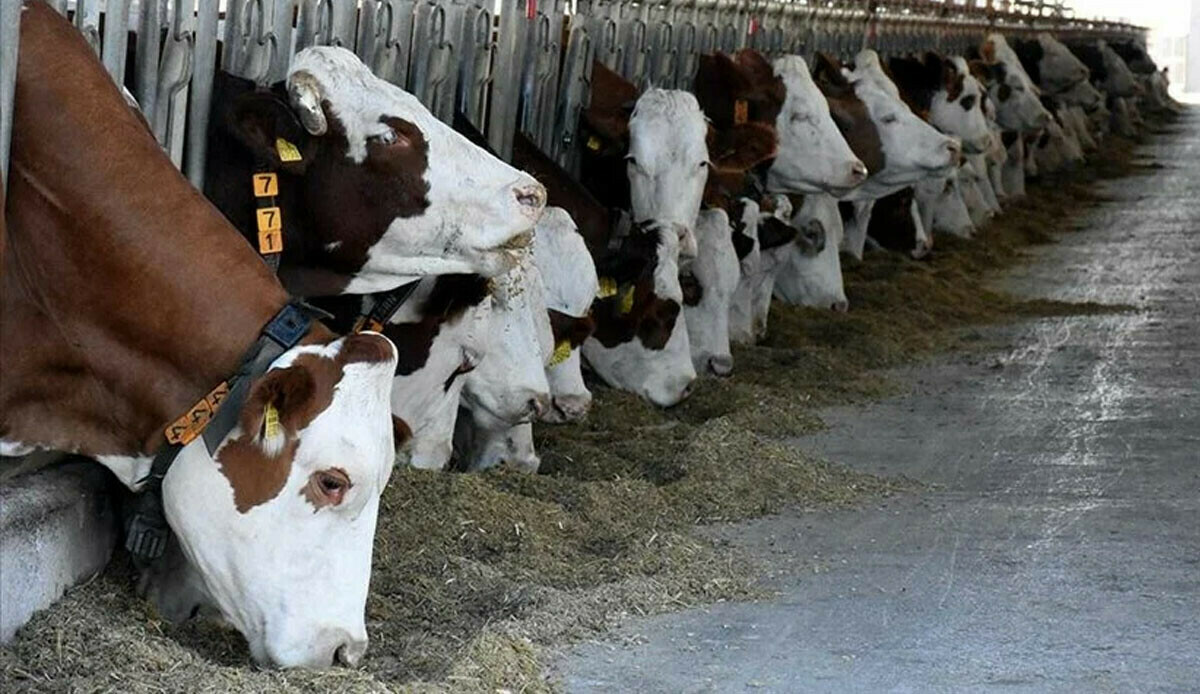 Tarım ve Orman Bakanlığı'ndan "kesimlik hayvan ithalatı izni" iddialarına yalanlama Tarım ve Orman Bakanlığı'ndan "kesimlik hayvan ithalatı izni" iddialarına yalanlama