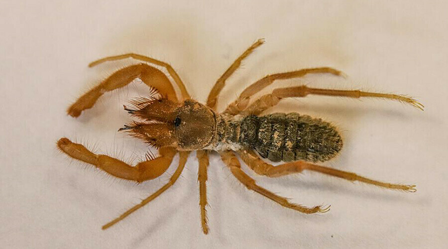 Cennet Cehennem Vadisi'nde yeni bir tür bulundu