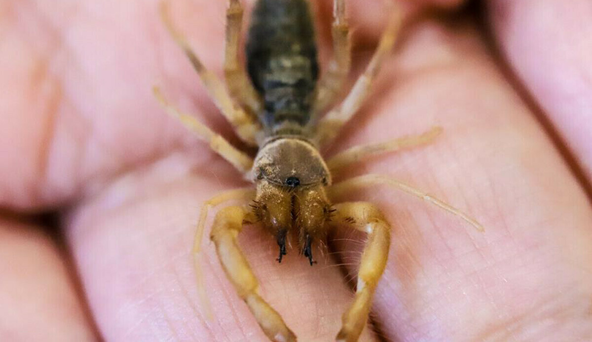 Cennet Cehennem Vadisi&#039;nde yeni bir tür bulundu