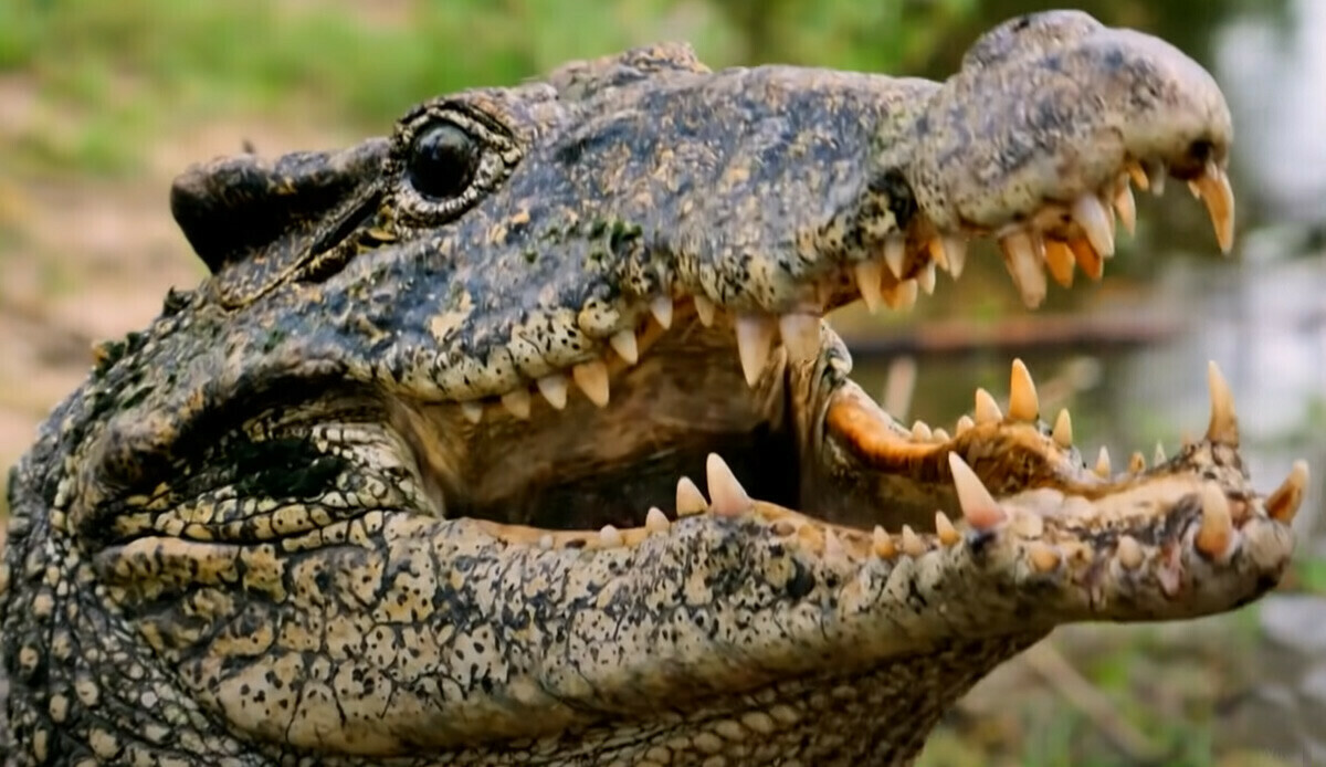 Baktığı 40 timsaha yem oldu, geriye kalan fotoğraf yürek burktu