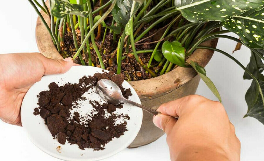 10 günde etkisini gösteriyor! Osmanlı kadınlarının güzellik yöntemiymiş