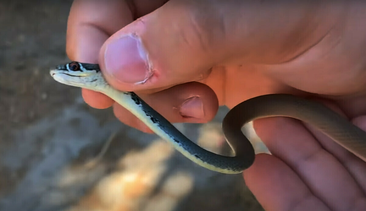 Önce kertenkele sonra yılan… Öğle yemeği yiyen öğrenciler hayatlarının şokunu yaşadı