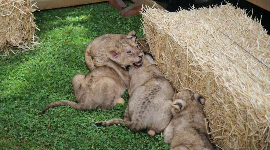 Cumhurbaşkanı Erdoğan’ın aslanı dördüz doğurdu