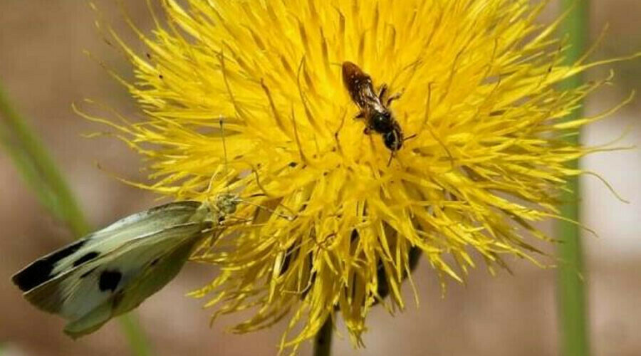 Sakın koparmayın... Cezası 1 Tofaş fiyatı! Sakın koparmayın... Cezası 1 Tofaş fiyatı!