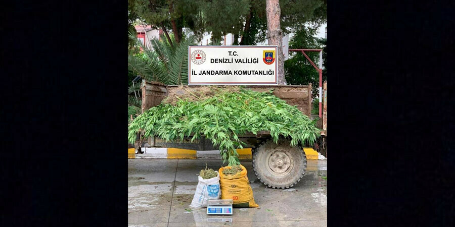 Sarayköy'de 13 kilo esrar, 1300 kök kenevir yakalandı Sarayköy'de 13 kilo esrar, 1300 kök kenevir yakalandı